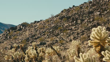 在沙漠裡的 cholla 仙人掌田