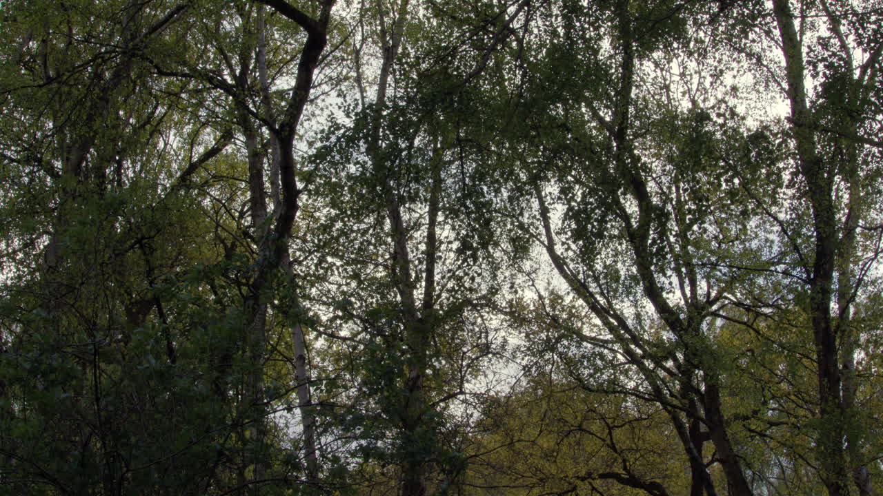 un amplio tiro de abedules plateados balanceándose en el viento