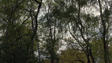 wide-shot-of-silver-Birch-trees-swaying-in-the-wind