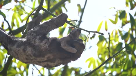 New-born-baby-sloth-hangs-on-to-mother-while-living-high-in-jungle-canopy,-slow