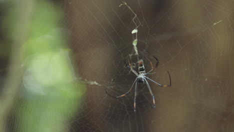 madagascan orb spider called nephila inaurata madagascariensis moves through its net attached to a tree