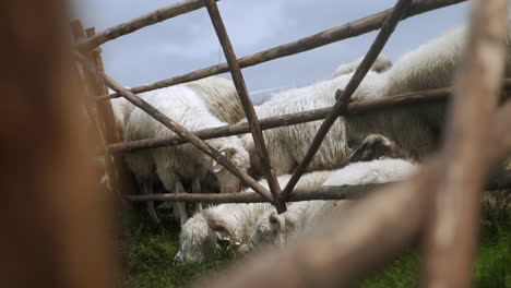 flock of sheep standing behind a wooden fence on a sunny spring day, waiting to be let out on a green pasture,