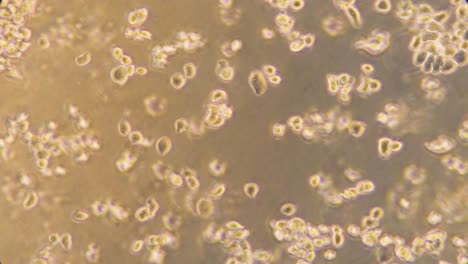 yeast under a microscope floating in liquid