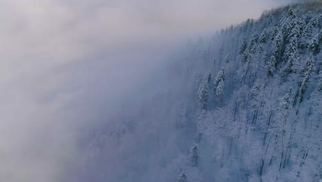 aerial view of pine tree forest covered in snow and fog at winter