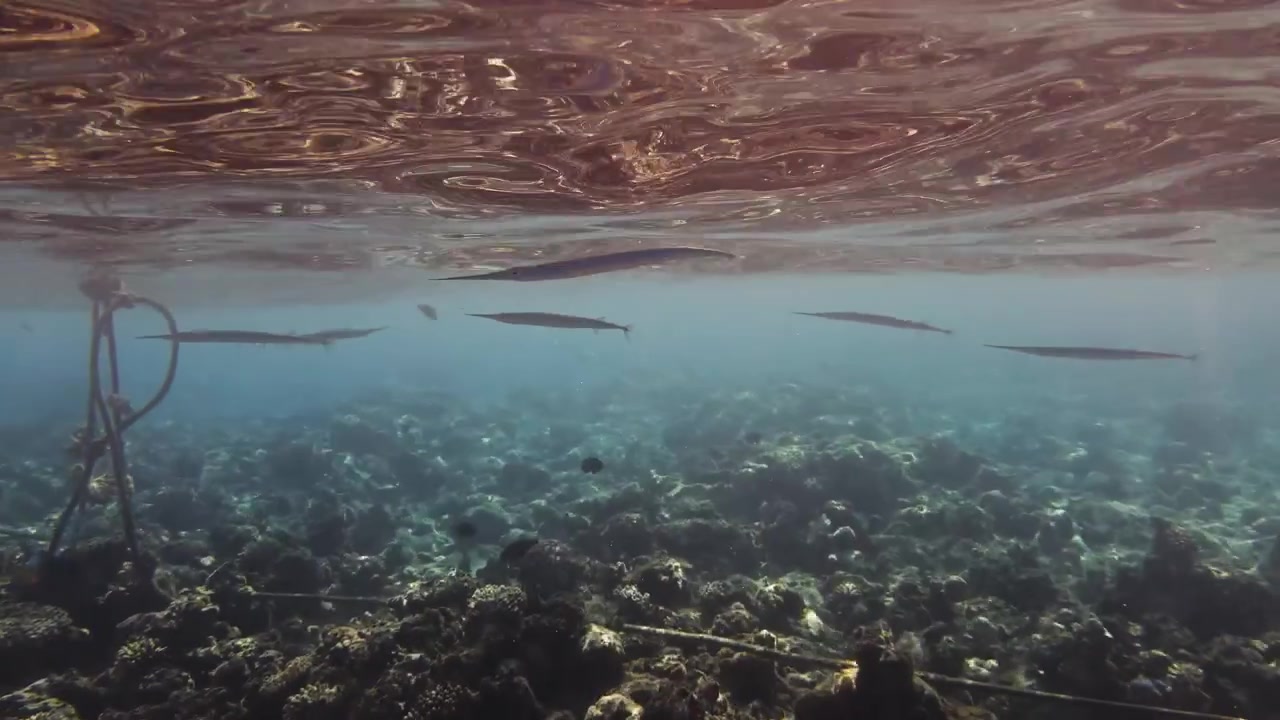 Seven Red Sea needlefish swimming just below the surface over a coral reef in Hurghada, Egypt. Wide underwater shot with other fish, clear blue water and natural marine life.