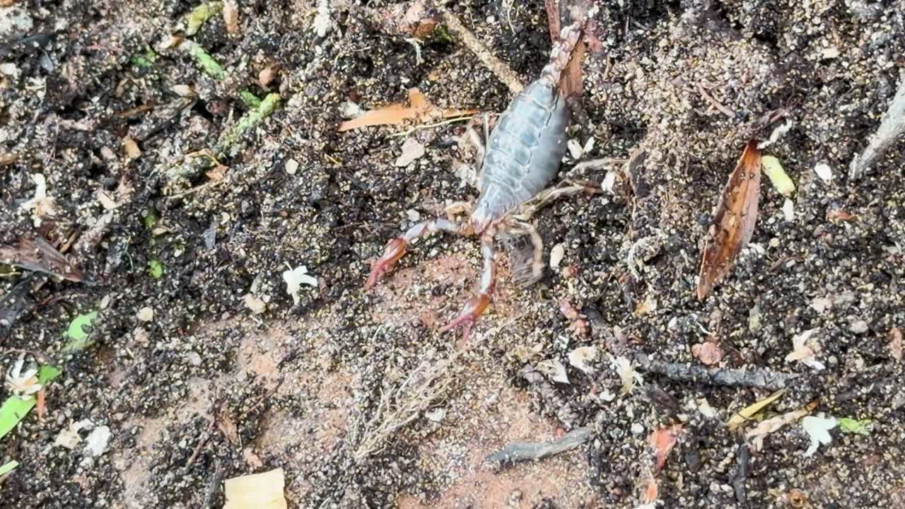 Lychas marmoreus scorpion moves over textured ground, natural daylight, steady macro close-up shot