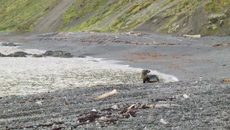 A-single-Fur-Seal-pup-on-a-stone-beach-on-the-Wellington-South-Coast,-New-Zealand