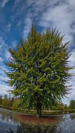 a wide-angle video shot of a vibrant tree by a pond, showcasing its lush green foliage