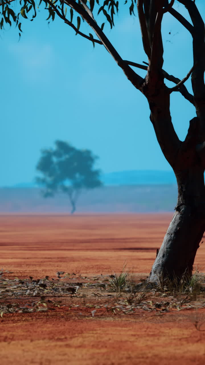 uma árvore solitária numa planície de terra vermelha sob um céu azul