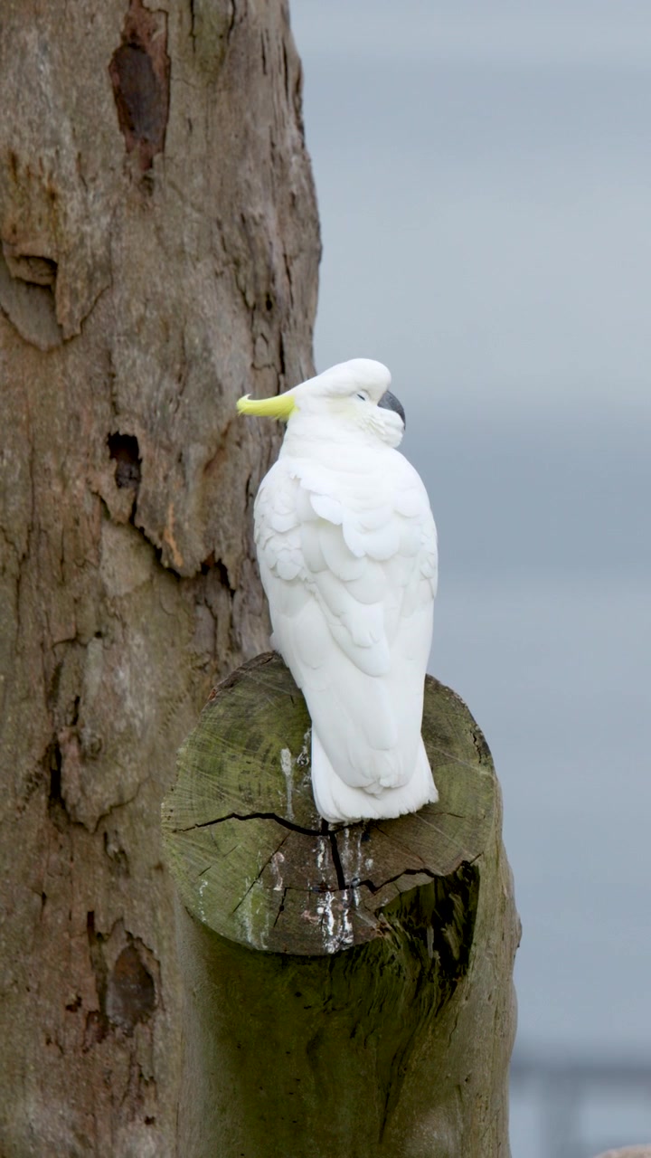 Un cacatua bianco si posa su un ceppo d'albero, lisciandosi le piume nella penisola di Mornington, Australia.