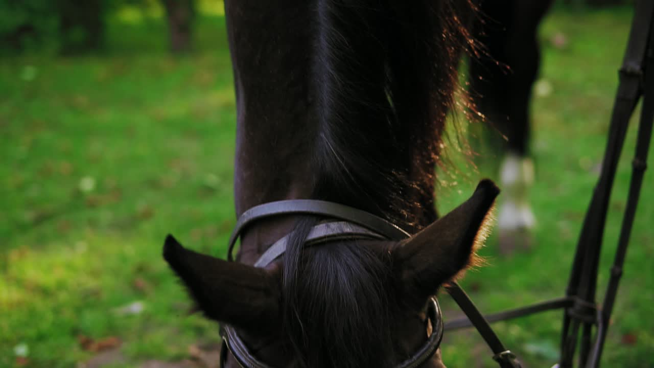 mujer joven irreconocible cepillando y arreglando su impresionante caballo musculoso. limpiando hermoso y saludable abrigo de caballo brillante