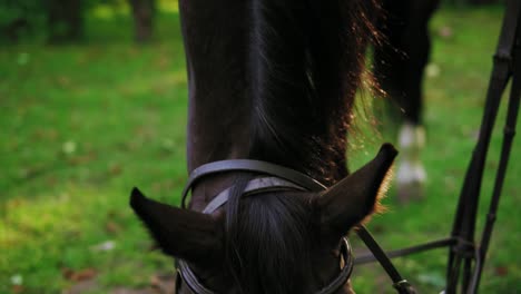 Unrecognizable-young-woman-brushing-and-grooming-her-stunning-muscular-horse.-Cleaning-beautiful-and-healthy-shiny-horse-coat