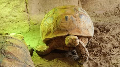 Tier-Steht-Bereit:-Nahaufnahme-Einer-Großen-Schildkröte-In-Gefangenschaft