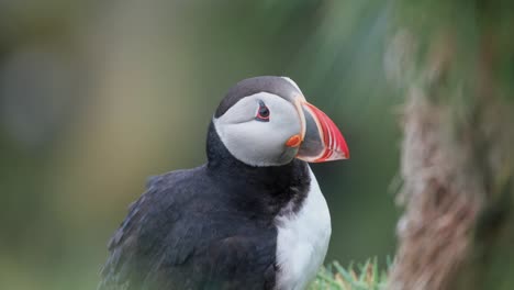 Cerca-De-Frailecillos-Atlánticos-Acicalándose-Sus-Plumas-En-Un-Día-Ventoso-En-El-Sur-De-Islandia