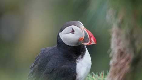 cerca de frailecillo atlántico acicalándose sus plumas en un día ventoso en el sur de islandia
