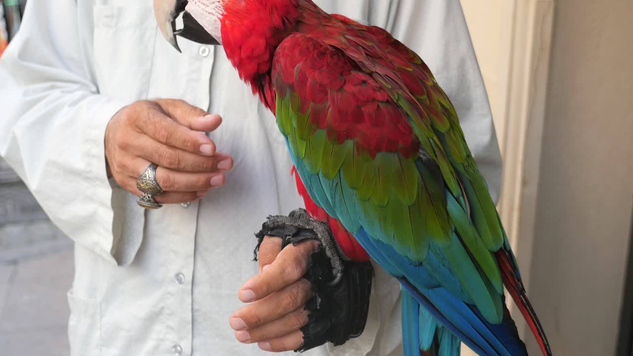 un hombre sostiene un loro rojo y verde en su mano