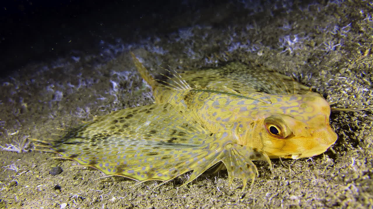 Flying gurnard lying on the seabed at night. The fish has its wing-like fins and its antenna folded. There is plankton in the water