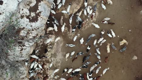 Aerial-rising-shot-of-a-large-group-of-goats-in-a-mountainside-enclosure