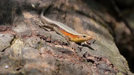 Disfrutando-De-La-Luz-Del-Sol,-Un-Eslizón-Solar-Común-Eutropis-Multifasciata-Descansa-Sobre-Un-Tronco-Caído-Dentro-Del-Parque-Nacional-Kaeng-Krachan-En-La-Provincia-De-Nakhon-Ratchasima-En-Tailandia