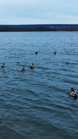 diverse ducks swimming on the river. scared birds rise into air and fly away in different sides. drone vertical video