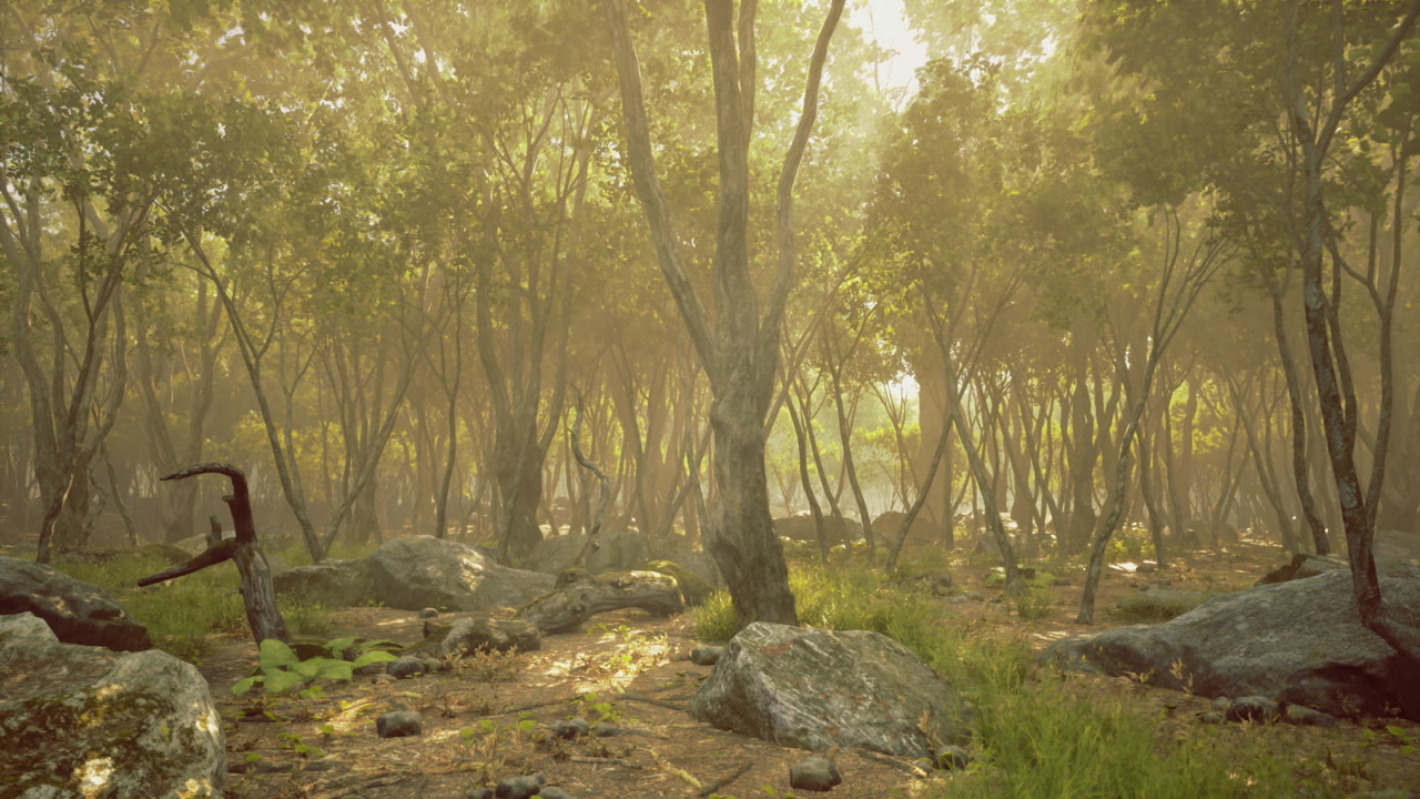 Calm forest landscape illuminated by warm amber rays and silhouettes