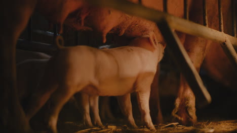 piglets nursing from sow