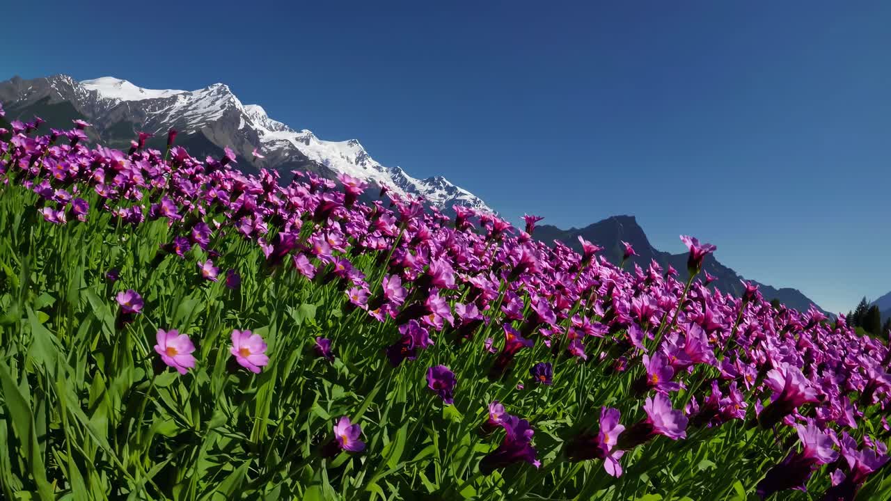 Wide-angle video captures vibrant purple flowers in the foreground with majestic snow-capped