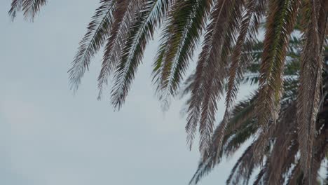 Palm Fronds Against Cloudy Sky