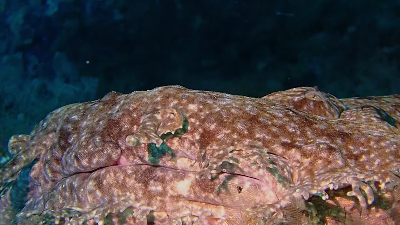 a close up shot of the face of a wobbegong. a very camouflaged shark lying on the see bed breathing with the gills