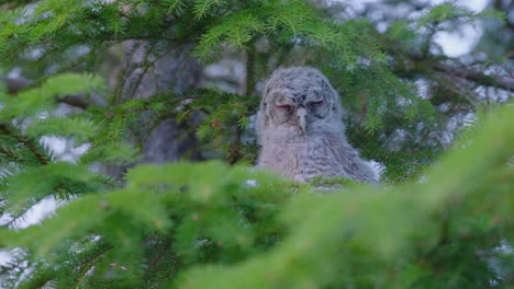 Juvenile-Tawny-Owl-Sleeping-On-Evergreen-Tree-Branch-In-The-Woodland