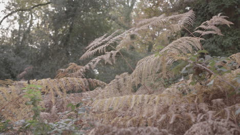 orange autumn - fall ferns come into focus - ungraded