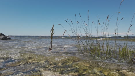 baltic sea vegetation, waves crashing against shore on sunny day, sweden, pan left