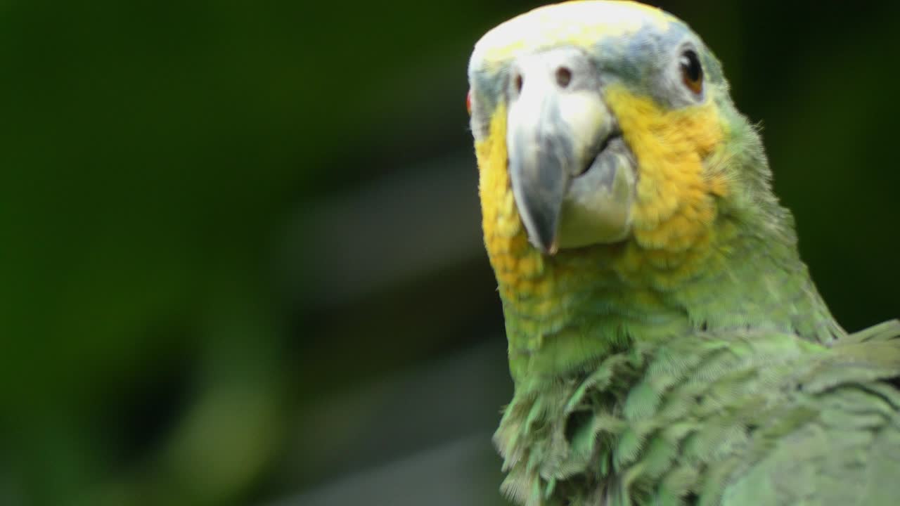 bosque tropical de loro verde