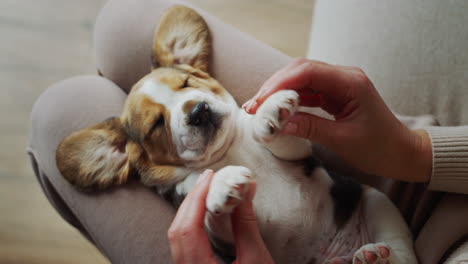 mujer jugando con divertido cachorro de beagle soñoliento. vista superior