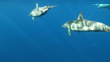 sonnenlicht spiegelt sich auf dem körper von großen tümmlern wider, die unter dem meer schwimmen