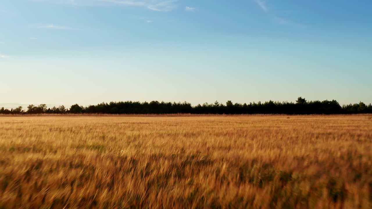 volando cerca del trigo dorado con cielos azules