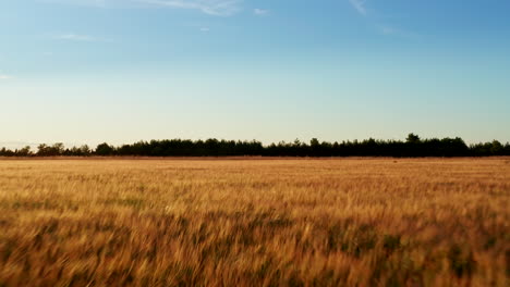 flying close to the golden wheat with blue skies