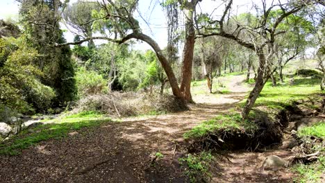 Cielo-De-La-Aldea-Al-Aire-Libre-Hermoso-Paisaje-De-La-Aldea-Del-Bosque-Del-Paisaje-Aéreo---Fotografía-Aérea-Del-Bosque-Rural-Kenia---Controlador-Inalámbrico-De-Drones-Quadcopter