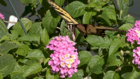 una mariposa rápida y nerviosa usa su larga probóscide para sondear el néctar de las flores