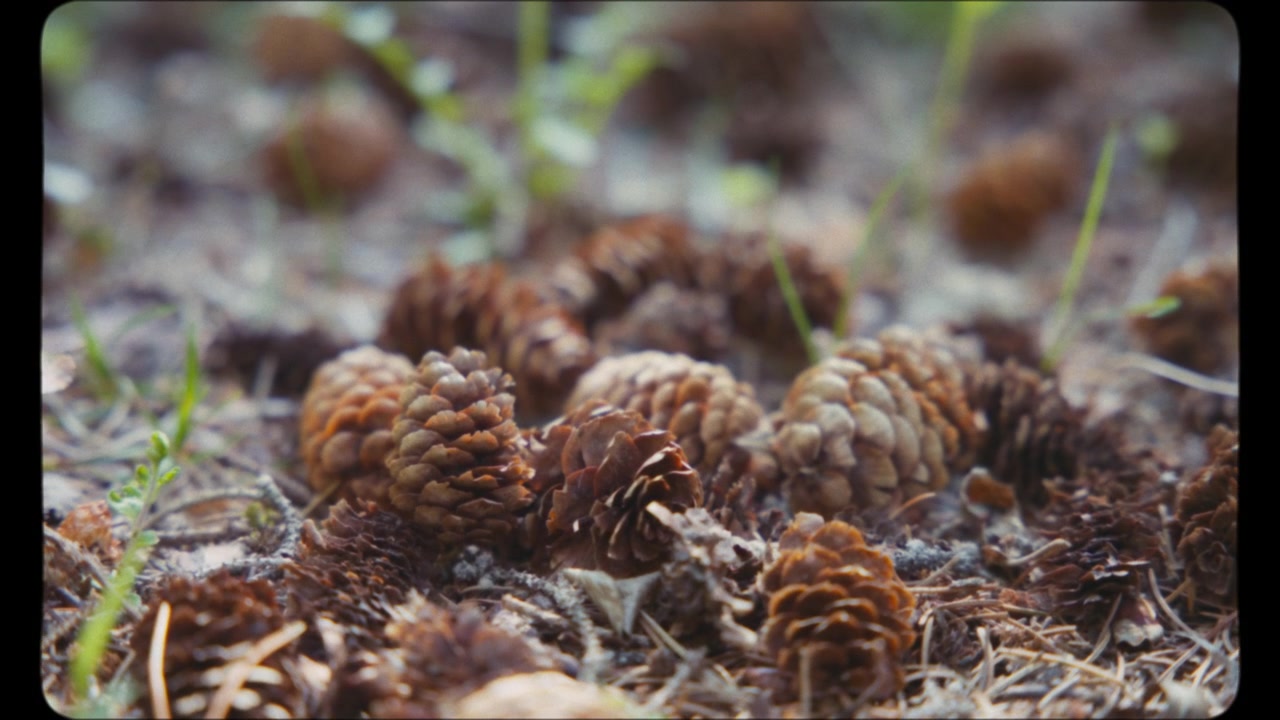 Pine cones lying on the ground