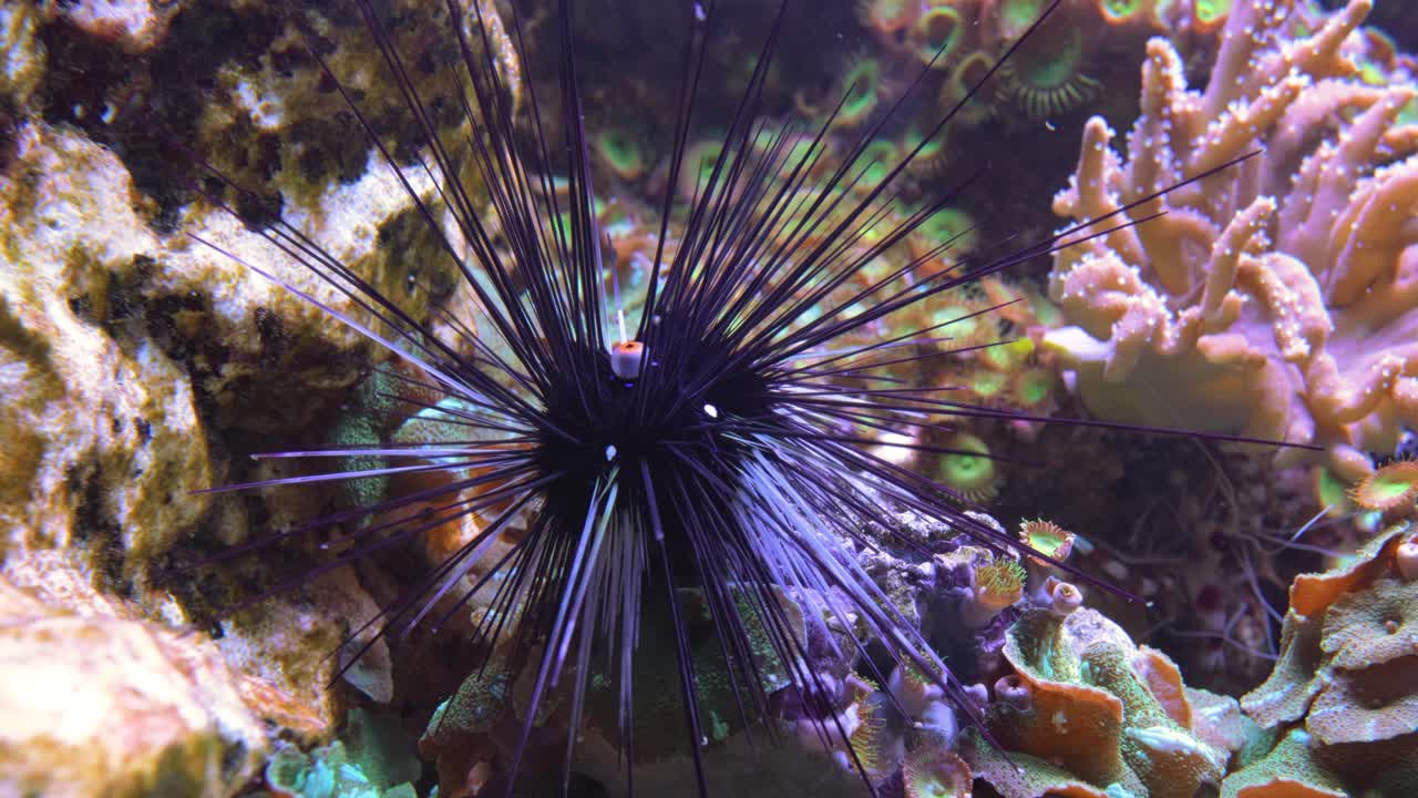 erizo de espina larga negra en el arrecife de coral. diadema setosum es una especie de erizo de mar de espina larga que pertenece a la familia diadematidae.