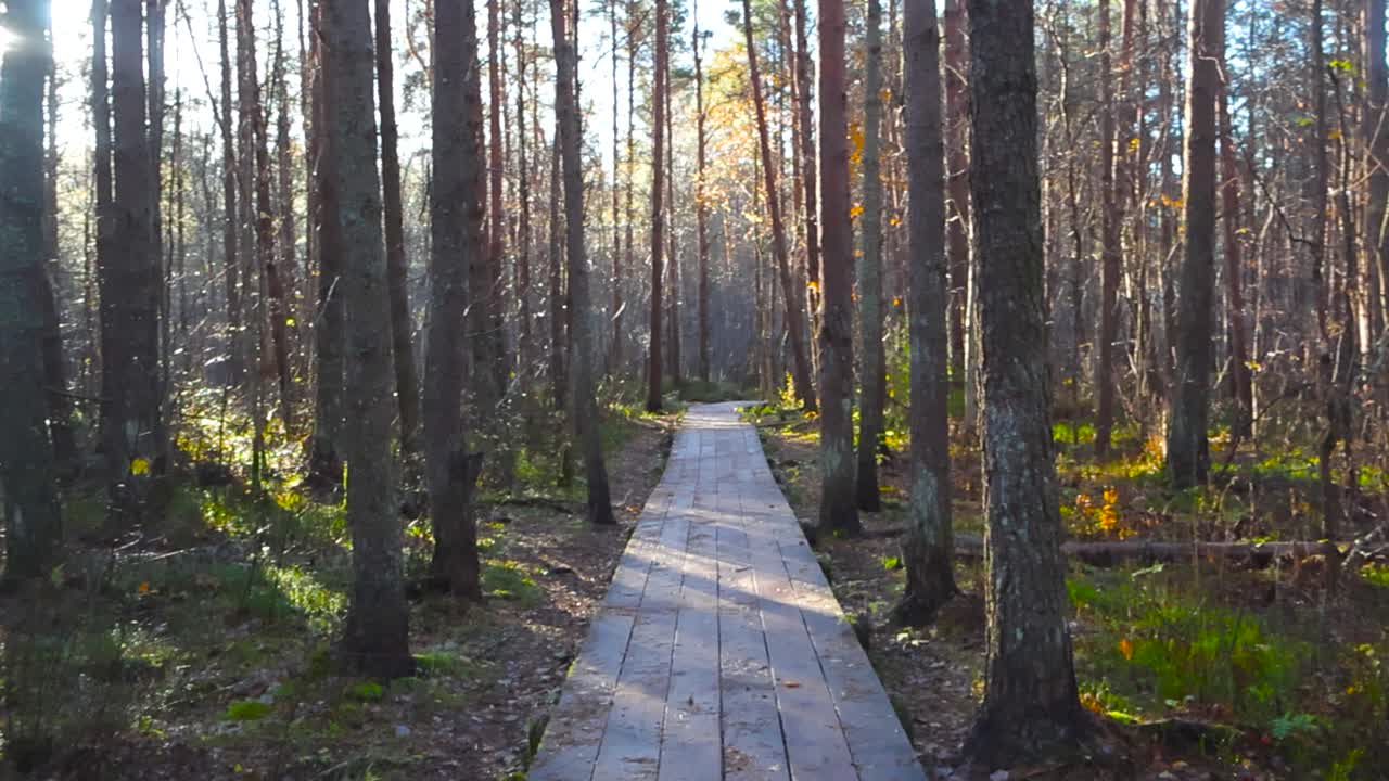 FPV or first person view of walking on a wooden wet brown hiking trail in the woods during autumn time while sun is shining on the walkway, pine trees and marsh plants that are on the sides growing.