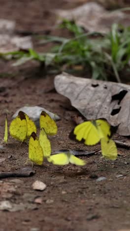 butterflies taking flight from their chrysalises.