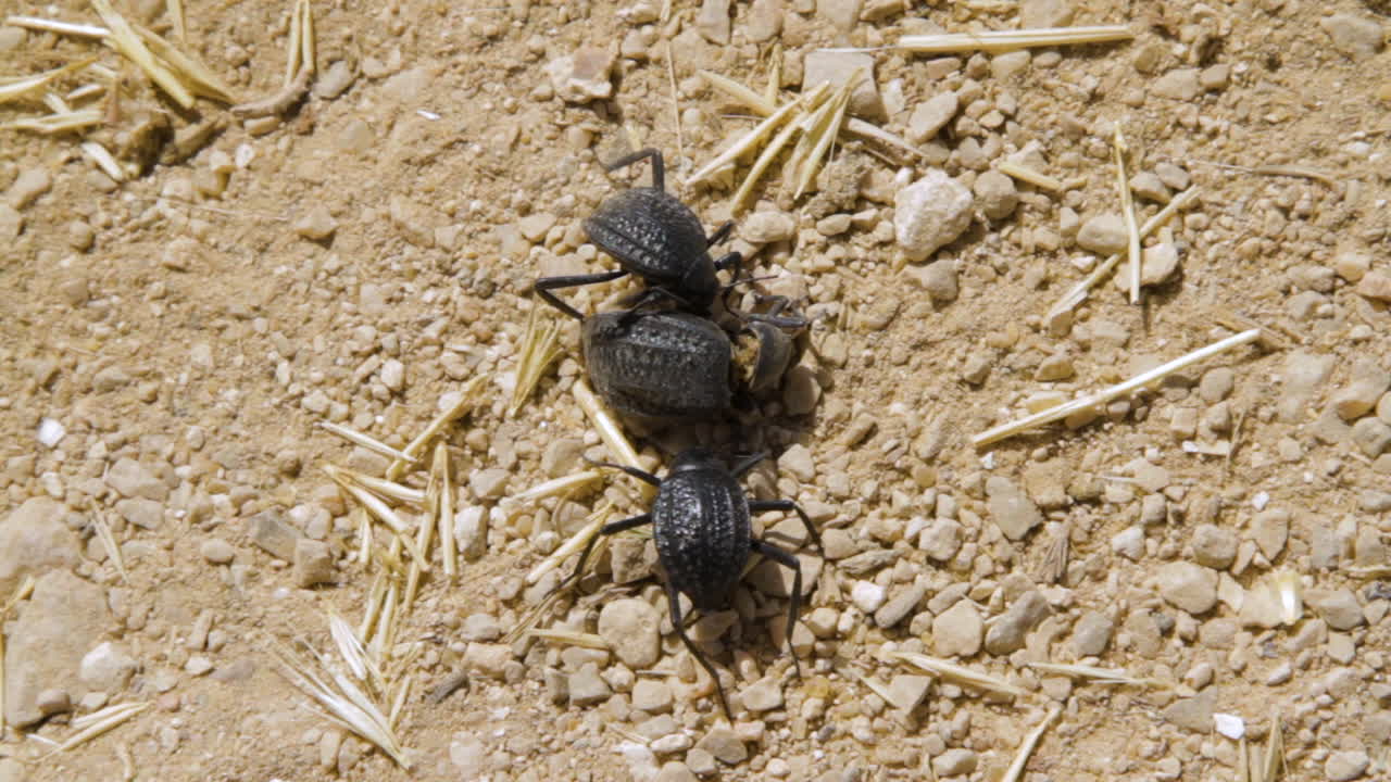 tres escarabajos comiendo un escarabajo muerto en la naturaleza - primera parte