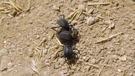 tres escarabajos comiendo un escarabajo muerto en la naturaleza - primera parte