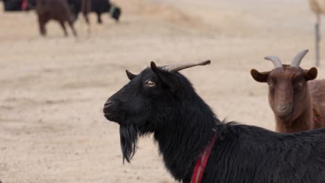 Jóvenes-Cabras-Negras-Y-Marrones-En-Un-Zoológico-Interactivo-Masticando