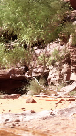 a desert canyon with a tree and some grass