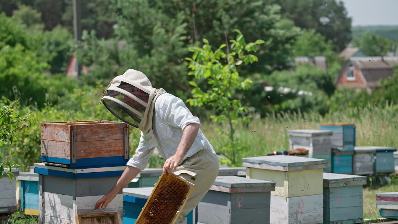 Adult apiculturist working at his bee farm on sunny summer day. Man takes a hive lid and closes it when bee stings him. Green natural backdrop.
