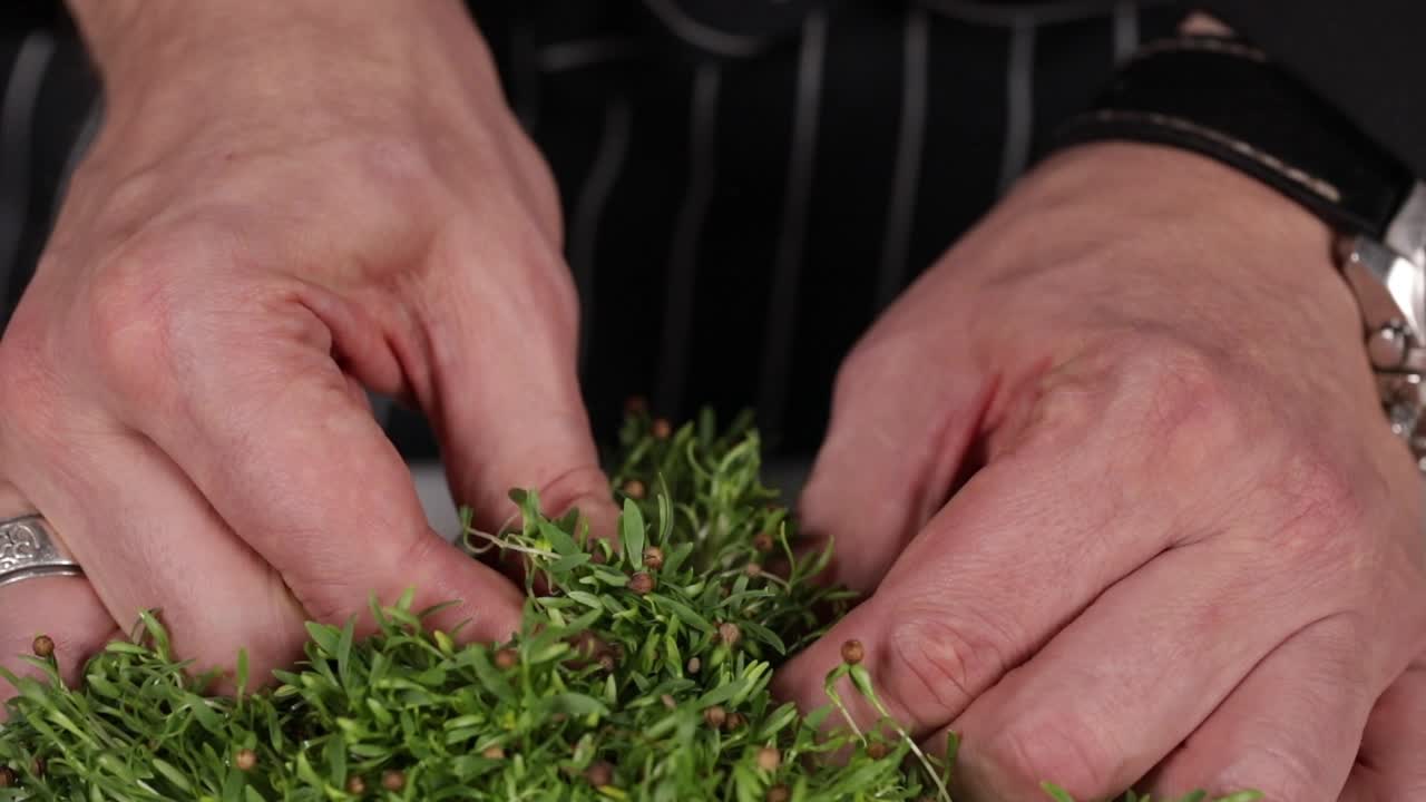 cocinero preparando microgreens