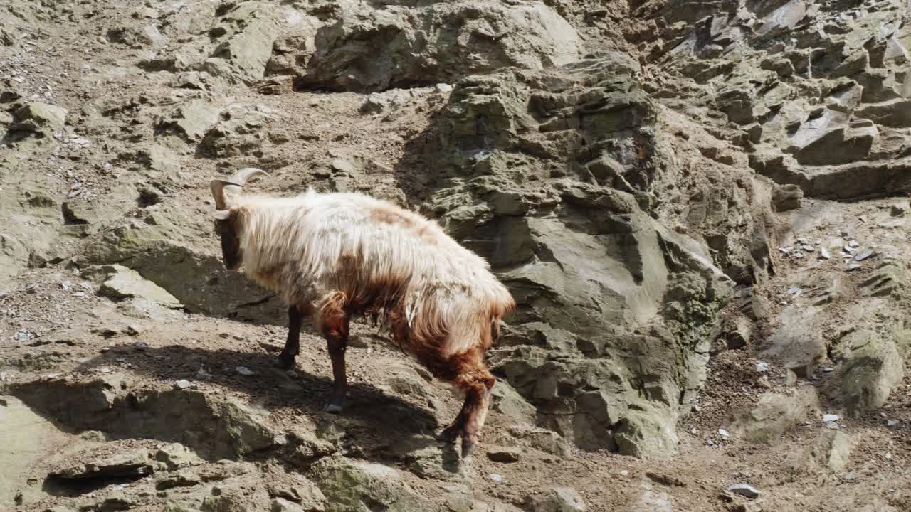 긴 머리 산 염소 가 바위 로 된 지형 에서 산책 하고 있다